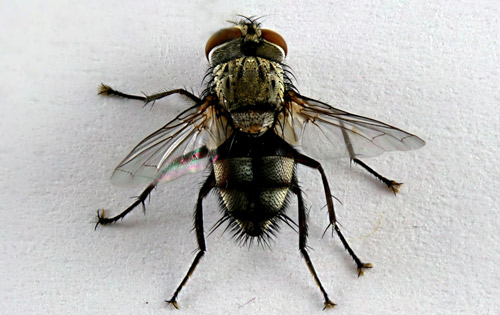 Adult tachinid fly that emerged from a Megalopyge opercularis (J.E. Smith) cocoon