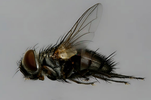 Adult tachinid fly (lateral view) that emerged from a Megalopyge opercularis (J.E. Smith) cocoon