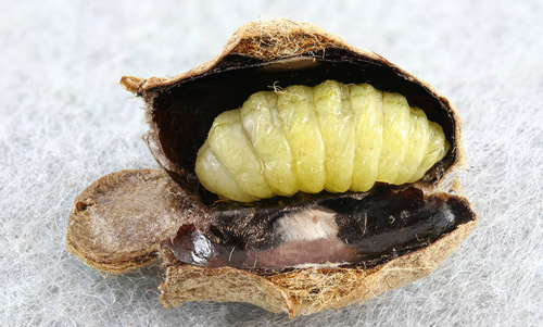 Megalopyge opercularis (J.E. Smith) cocoon with ichneumonid larva – probably Lanugo retentor
