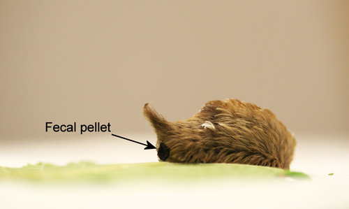 Puss caterpillar, Megalopyge opercularis, in the process of propelling its fecal pellet.