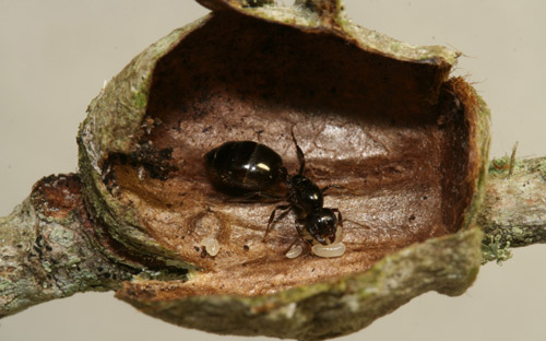 Crematogaster ashmeadi Mayr and brood inside old Megalopyge opercularis cocoon. 