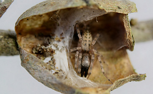 Unidentified spider inside old Megalopyge opercularis cocoon. 