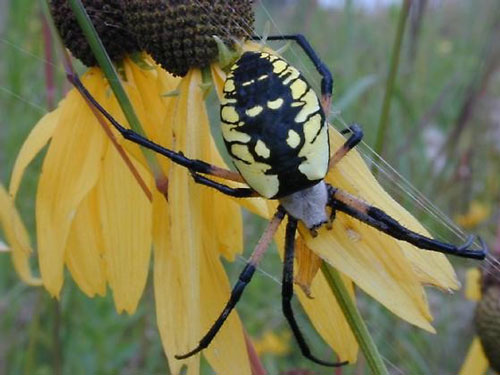 Native Animal Profile: Black And Yellow Garden Spider | atelier-yuwa ...