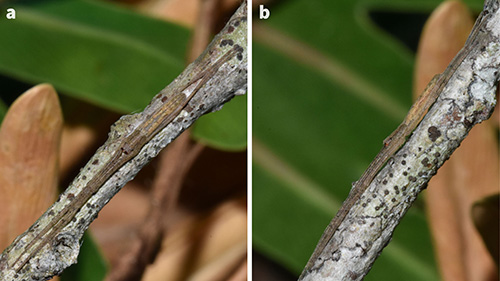 Figure 2. Deinopis spinosa (Marx) exhibiting cryptic posture and form from a) dorsal view and b) lateral view. Photographs by Laurel B. Lietzenmayer, University of Florida.