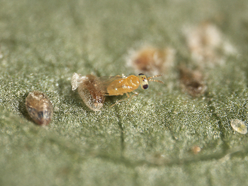 An adult female Encarsia sophia parasitizing a whitefly nymph. Photograph by Jack K. Clark, UC IPM 