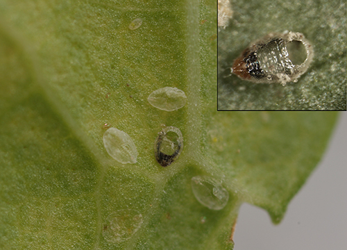 Fig. 4. A hole in old whitefly pupal casing (dark colored) made by an emerged adult parasitoid. Photograph by Jack K. Clark, UC IPM 