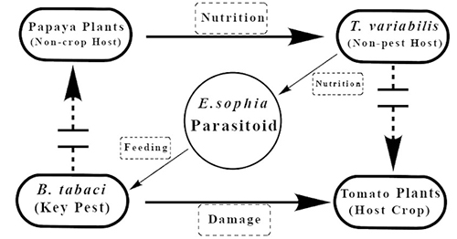 Fig. 5. Schematic of an Encarsia sophia-Trialeurodes variabilis papaya banker plant system for control of Bemisia tabaci. Photograph by Yingfang Xiao, University of Florida 