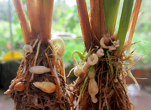 Figure 1. Typical hook-like galls on rice roots infected by Meloidogyne graminicola. Photograph by Hung Xuan Bui.