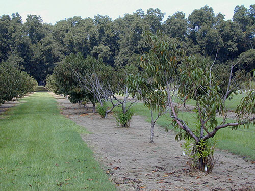 Figure 1. A peach tree showing symptoms of Peach Tree Short Life (PTSL) associated with ring nematode, Mesocriconema xenoplax. Photograph by A. P. Nyczepir, USDA ARS (retired) used with permission.
