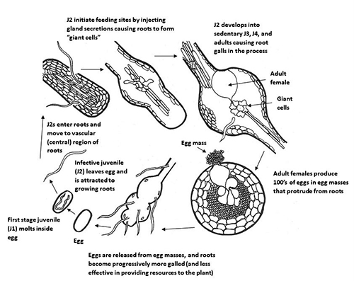 Figure 2. Generalized life cycle of the root-knot nematode Meloidogyne spp. (courtesy H. Regier, adapted from G. Abawi and V. Brewster). Note that, unlike other Meloidogyne species, Meloidogyne graminicola lays eggs within the host as an adaptation to flooded conditions.