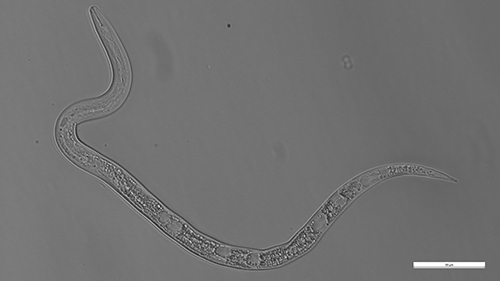 Figure 4. Root-knot nematode second-stage juvenile (J2) initially moves in the soil to find the root to invade in the early season. Note that this image is of Meloidogyne javanica. Photograph by Hung Xuan Bui.