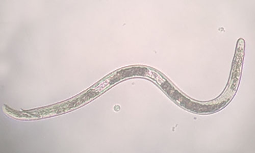 Figure 4. Male ring nematode Mesocriconema ornatum. Male ring nematodes exhibit sexual dimorphism, meaning the males and females look very different from each other. Male Mesocriconema spp. are slender, and lack feeding apparatus and heavy annulations that are present in females. Photograph by William T. Crow, University of Florida.