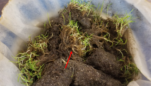 Figure 5. Galls (red arrow) present on cores from Poa annua putting greens. Red arrow points to gall on crown.  Photograph by C.L. Kammerer, University of Florida.