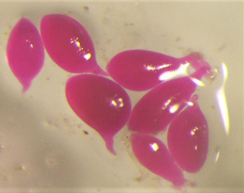 Figure 5. Following infection and the onset of feeding, Meloidogyne graminicola develops from a vermiform J2 into a pear-shaped adult. These individuals were stained with a red dye. Photograph by Hung Xuan Bui.