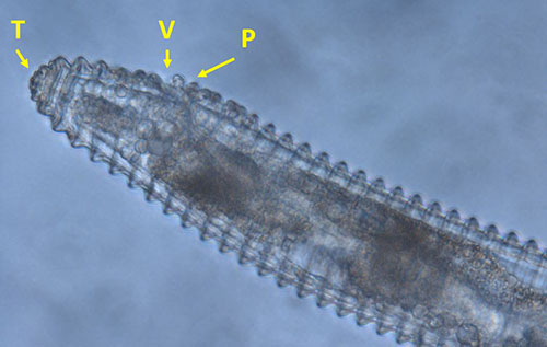Figure 6. Anterior of Mesocriconema ornatum. Subtle differences in the annule projections (P) anterior to the vulva (V), and the annules at the base of the tail (T) are used to distinguish between Mesocriconema xenoplax and Mesocriconema ornatum. Photograph by J. E. Luc, University of Florida.
