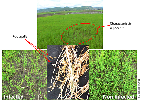 Figure 7. Rice field infected by Meloidogyne graminicola with the typical patches of reduced growth and tillering symptoms and roots with hooked-like galls. Photograph by Stéphane Bellafiore, PHIM Plant Health Institute, University Montpellier, IRD, CIRAD, INRAE, Institute Agro, Montpellier, France.