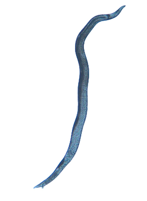 Figure 8. An adult (male) Anguina pacificae.  The body of the adult is much thicker than that of the juvenile.