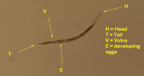 An amaryllis lesion nematode
