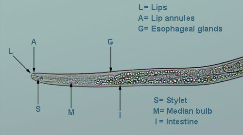 The head region of an amaryllis lesion nematode with flattened lips