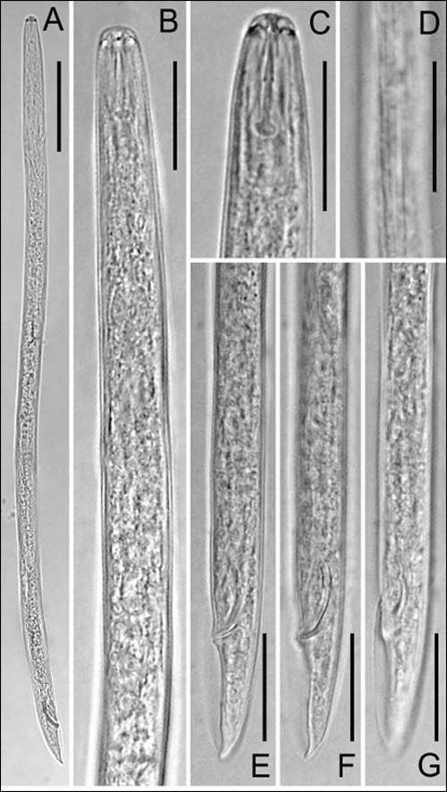 Light micrographs of male of Pratylenchus hippeastri