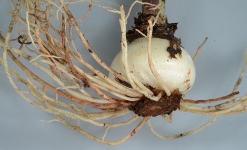 Amaryllis infected by lesion nematodes exhibiting characteristic reddish-brown lesions on the root system
