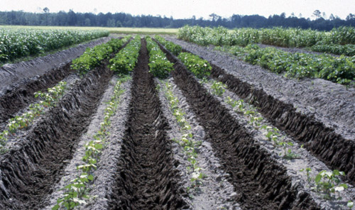 Cotton damaged by Belonolaimus longicaudatus (foreground) is dramatically stunted compared to nematicide-treated cotton of the same age (background). 