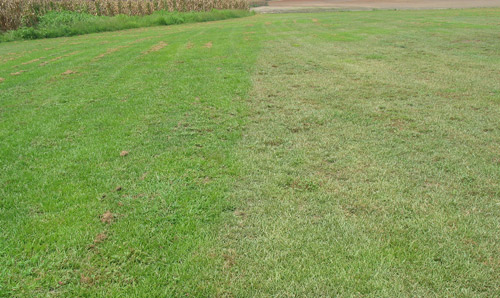 Centipedgrass damaged by Belonolaimus longicaudatus (right) is wilted compared to nematicide treated centipedgrass (left). 