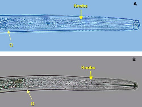 The esophageal glands of Belonolaimus longicaudatus (A) overlap the intestine. The esophageal glands of Dolichodorus spp. (B) do not overlap the intestine. Arrow marked O point to the esophageal-intestinal interface. Stylet knobs of Belonolaimus longicaudatus are rounded and oriented perpendicularly, those of Dolichodorus spp. are oriented posteriorly. 