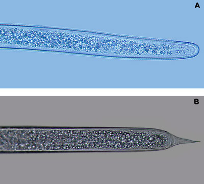 The tails of Belonolaimus longicaudatus juveniles and females (A) are rounded, tails of Dolichodorus spp. juveniles and females (B) have a point. 