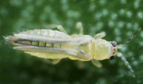 Dorsal view of adult chilli thrips, Scirtothrips dorsalis Hood. 