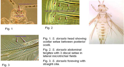 Some identifying characteristics of the chilli thrips, Scirtothrips dorsalis Hood. 