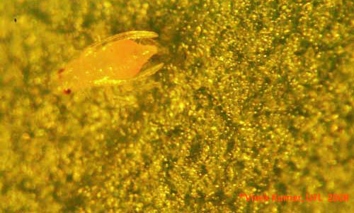 Pupa of chilli thrips, Scirtothrips dorsalis Hood, feeding on cotton leaf. 