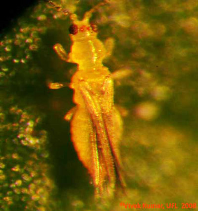 Adult chilli thrips, Scirtothrips dorsalis Hood, feeding on cotton leaf.