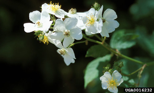 Multiflora rose, Rosa multiflora,is a noxious weed in many states and the mite and RRD have been suggested as biological control agents for this weed. Unfortunately, the mite also attacks ornamental roses so it is no longer considered a potential multiflora weed control agent.