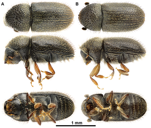 Figure 2. Adult female of Toxorhynchites rutilus rutilus. Credit: Nathan D. Burkett-Cadena, UF/IFAS