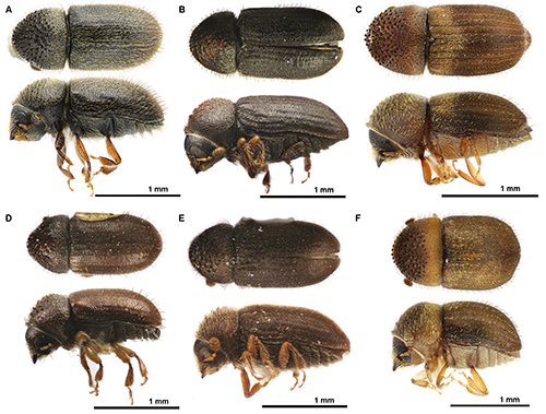 Figure 2. The dorsal and lateral photographs of the Cryphalus species. A) The Asian Cryphalus lipingensis; the remaining species are American: B) Cryphalus striatulus; C) Cryphalus mangiferae; D) Cryphalus pubescens; E) Cryphalus rubentis; F) Cryphalus itinerans. Photographs by Andrew J. Johnson, University of Florida.