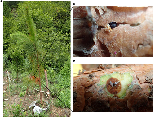 Figure 4. A) Slash pine attacked by Cryphalus lipingensis; B) the damage area with the frass; C) the entrance hole in a green tissue exposed by removal of the bark. Photographs by A. Simon Ernstsons, University of Florida.