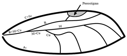 Figure 7. Simplified view of a psyllid forewing, with the leading edge facing upwards. Veins mentioned in the key are labelled. Figure adapted from Rung (2016), and Halbert and Burckhardt (2020). 