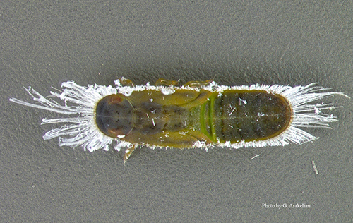 Figure 5. Trioza brevigenae (Mathur), likely fifth instar. Photograph by Gevork Arakelian, Los Angeles County Agricultural Commissioner/Weights & Measures Department. 