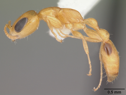 Figure 1. Lateral view of Pseudomyrmex simplex. Photogrpah by April Nobile, AntWeb.org. 