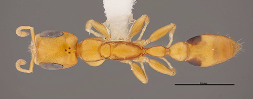 Figure 3. Dorsal view of Pseudomyrmex simplex showing the brown-black spots on the gaster and lack of setae on the first gastral segment. Photograph by Gracen Brilmyer, AntWeb.org.