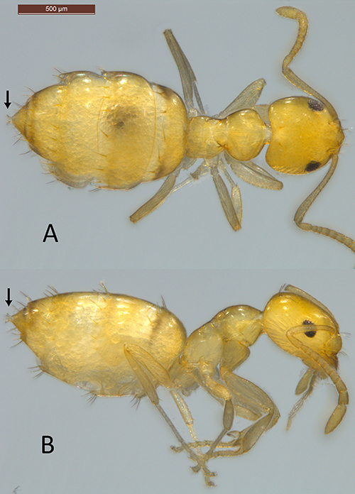 Figure 2: Plagiolepis alluaudi Emery worker. A: dorsal view, B: lateral view. Arrows indicate the acidopore. Modified from Chouvenc et al. (2018).