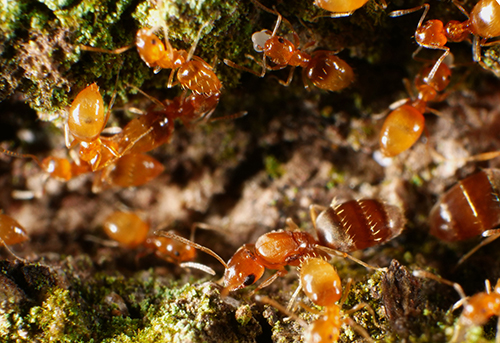 Figure 4: Part of a Plagiolepis alluaudi Emery colony in the process of relocating. Note multiple queens (large bodied and darker than smaller workers) and brood (in mandibles of worker at top, center of photograph). Here, the colony moves in the open, on the surface of a tree trunk. Photograph by T. Chouvenc, University of Florida.