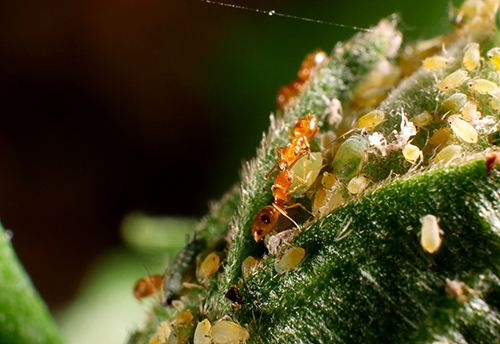 Figure 5: Plagiolepis alluaudi Emery foragers tending to aphids and feeding on their honeydew. Photograph by T. Chouvenc, University of Florida.