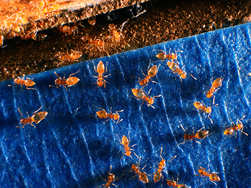 Figure 6:  Infestation of Plagiolepis alluaudi Emery on a kitchen countertop (here, use of blue tape for subsequent bait application, see figure 7). Photograph by T. Chouvenc, University of Florida.