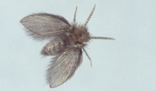 drain fly - Psychoda spp.