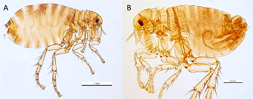 Figure 3. Lateral view of Pulex irritans Linnaeus, 1753. A typical adult female specimen (A) and a typical adult male specimen (B) are shown; note the distinctive and readily visible aedeagus (male sexual organ) clearly visible in (B). Note the difference in the scale, indicating that the female flea is typically larger than the male. Photographs by Ken Walker, Museum Victoria.