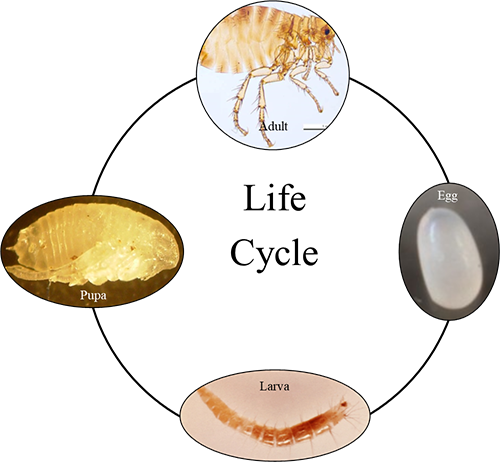 Figure 4. Generalized flea life cycle showing all developmental stages, clockwise from egg to adult. Photographs in the public domain and adapted from Cross et al. (2021).
