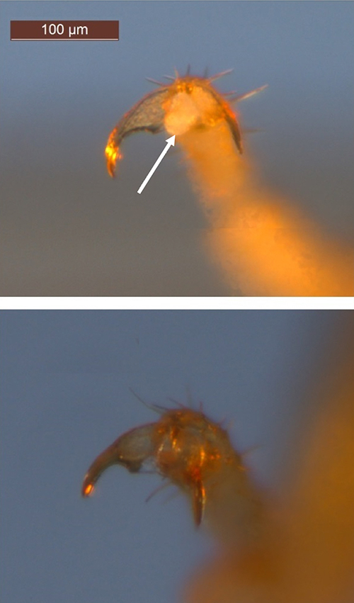 Comparison of arolium structure in two Cryptotermes species. Cryptotermes cavifrons (Banks), top, with arolium between tarsal claws indicated by arrow and Cryptotermes brevis (Walker), bottom, without arolium. Photo by Johnalyn M. Gordon (johnalynmgordon@ufl.edu), University of Florida.