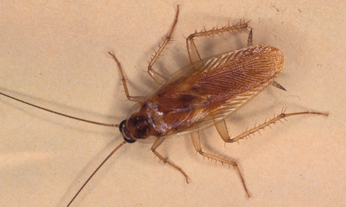 Dorsal view of a male brown-banded cockroach, Supella longipalpa Fabricius.